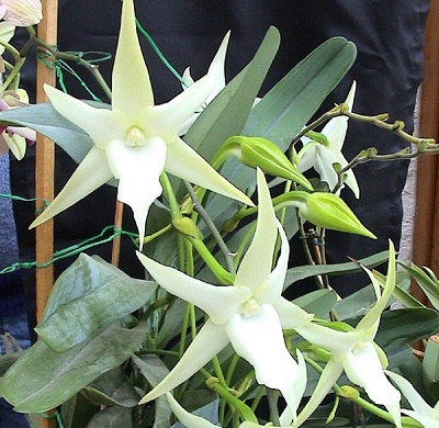 orquidea