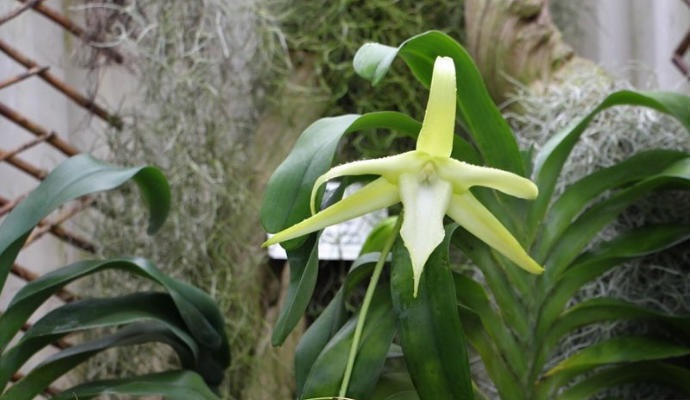 orquidea21