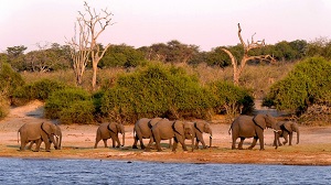 Slonove