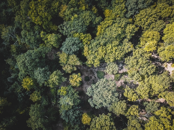 forest-from-above