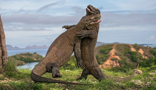 komodo