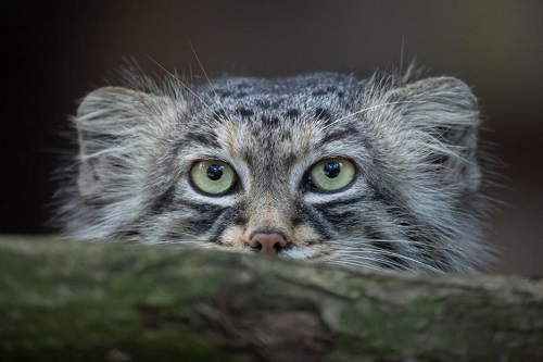 manul