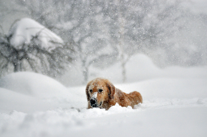 141214BlizzardDogWinter-700x465