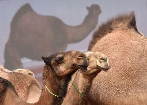 camel-1